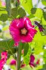 Sarytag-Sughd Province-Tajikistan Hollyhock blossoms in the mountains of Tajikistan Art Print